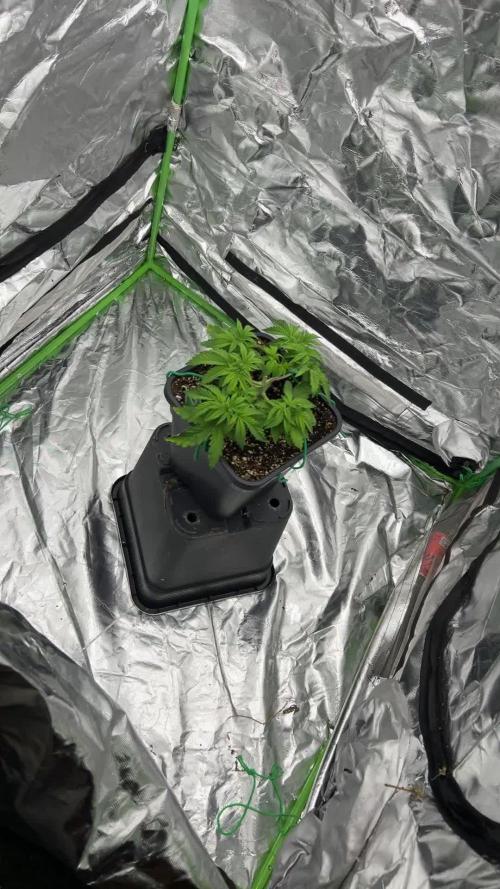 Fastbuds 420