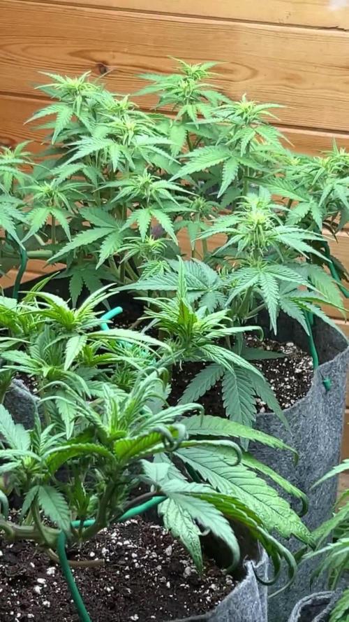 Fastbuds 420