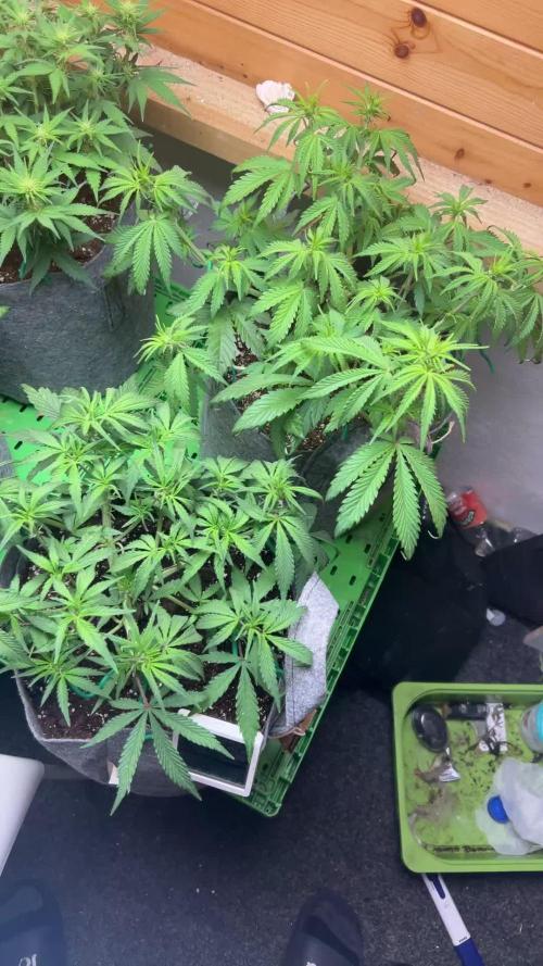 Fastbuds 420