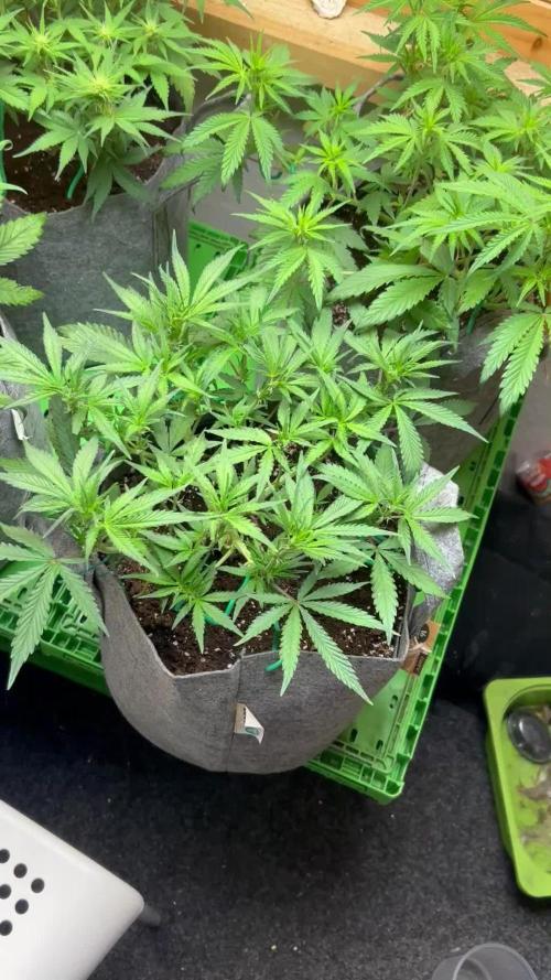 Fastbuds 420