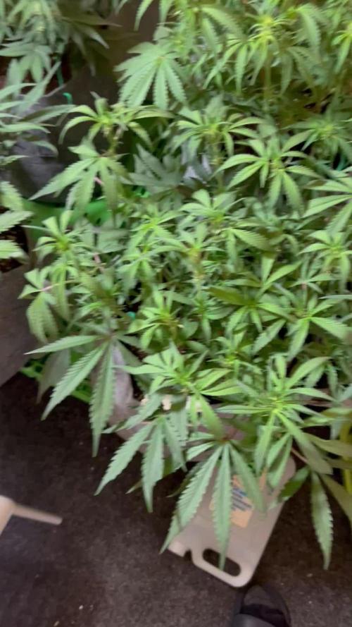 Fastbuds 420
