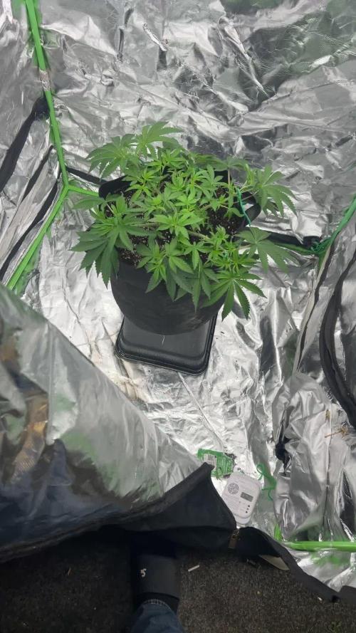 Gorilla melon