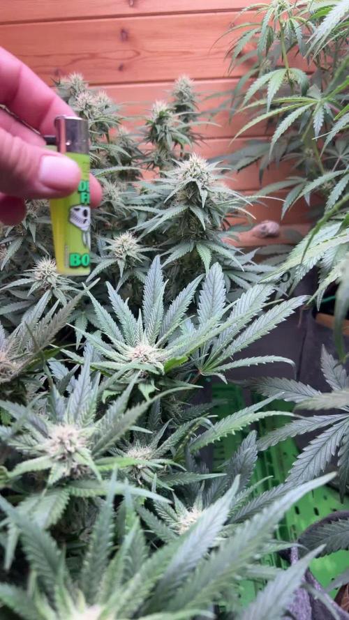 Fastbuds 420