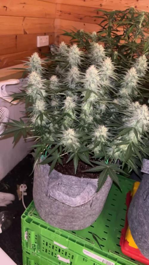 Fastbuds 420