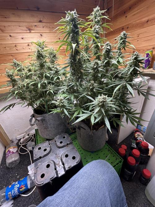 Fastbuds 420. Week 11