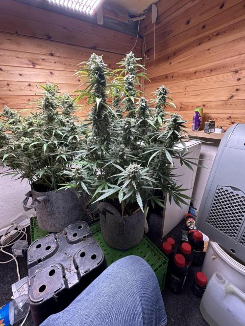 Fastbuds 420. Week 11