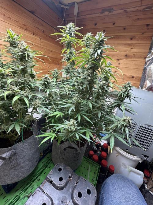 Fastbuds 420. Week 11 - Og kush 