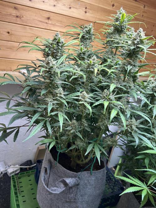 Fastbuds 420. Week 11