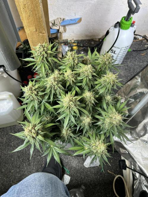 Fastbuds 420. Week 11