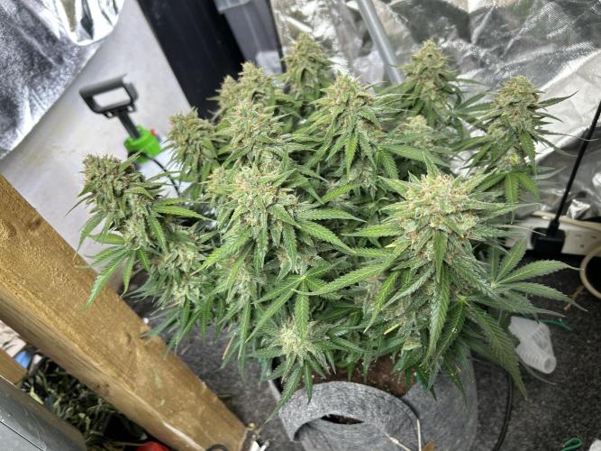 Fastbuds 420. Week 11