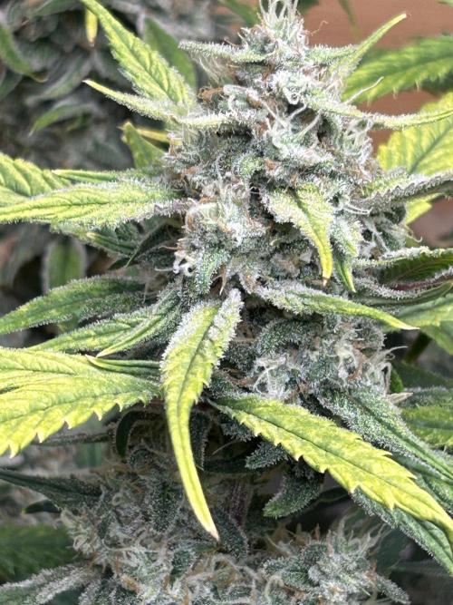 Fastbuds 420. Week 11