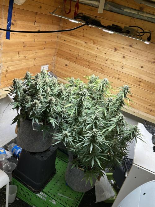 Fastbuds 420. Week 11