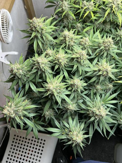 Fastbuds 420. Week 11