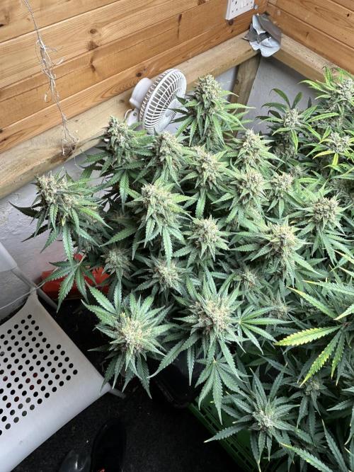 Fastbuds 420. Week 11