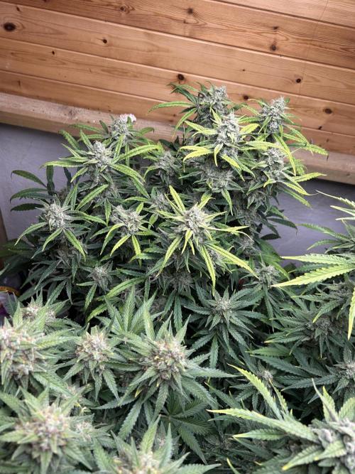 Fastbuds 420. Week 11