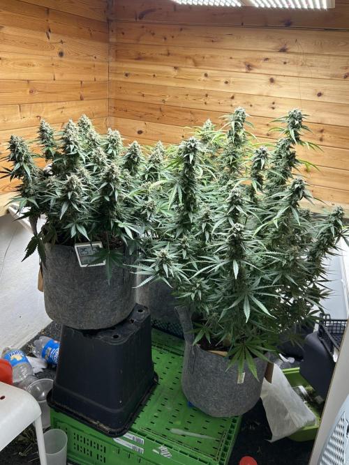Fastbuds 420. Week 11