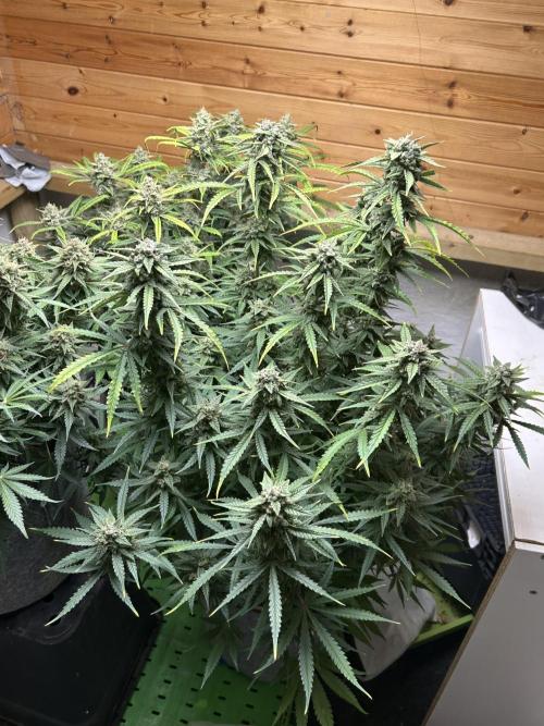 Fastbuds 420. Week 11