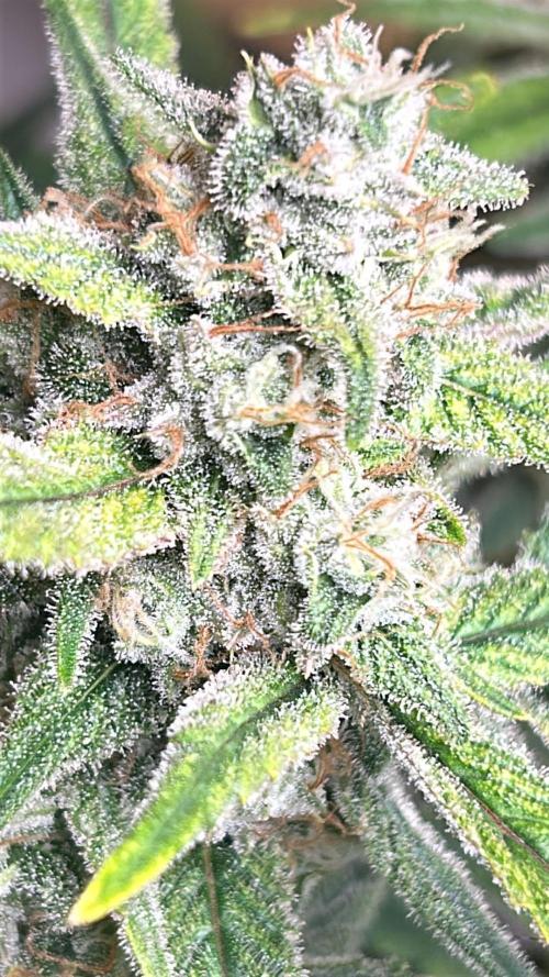 Fastbuds 420. Week 11