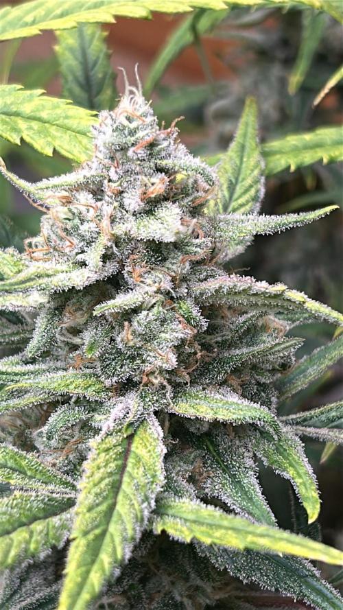 Fastbuds 420. Week 11