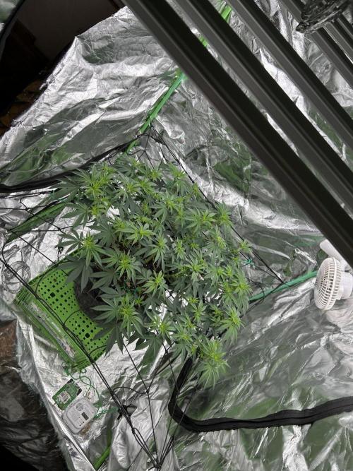 Gorilla melon. Week 9