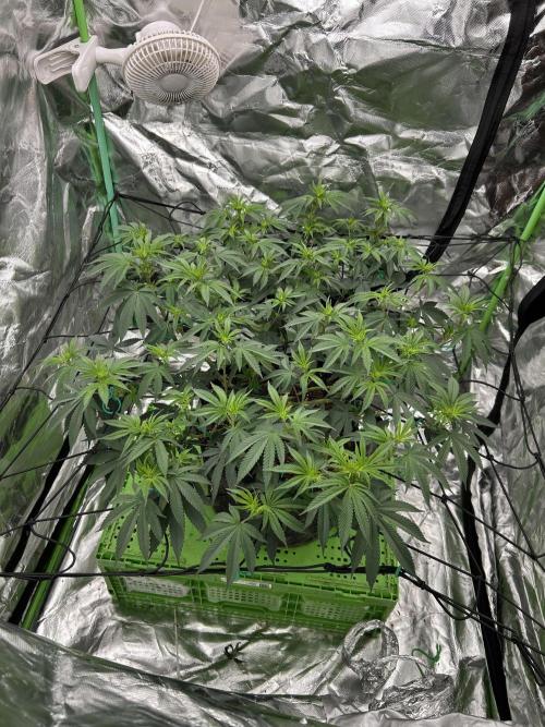 Gorilla melon. Week 9