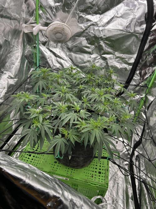 Gorilla melon. Week 9