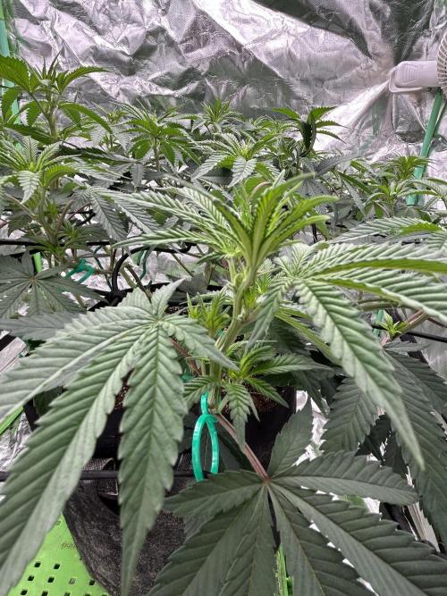 Gorilla melon. Week 9