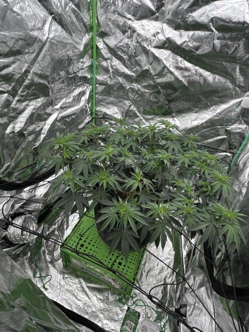 Gorilla melon. Week 9