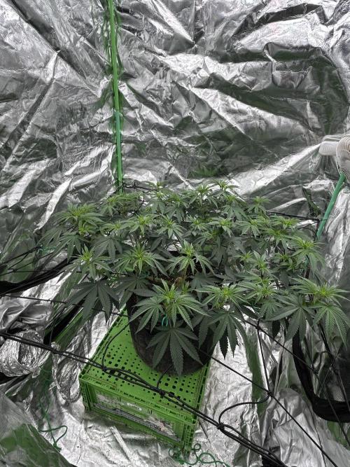 Gorilla melon. Week 9