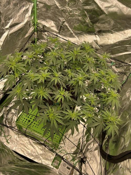 Gorilla melon. Week 9