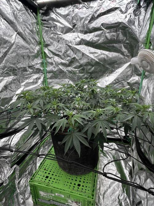 Gorilla melon. Week 9