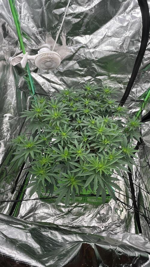 Gorilla melon. Week 10