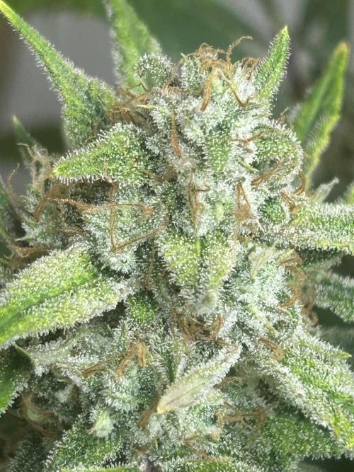 Fastbuds 420. Week 12