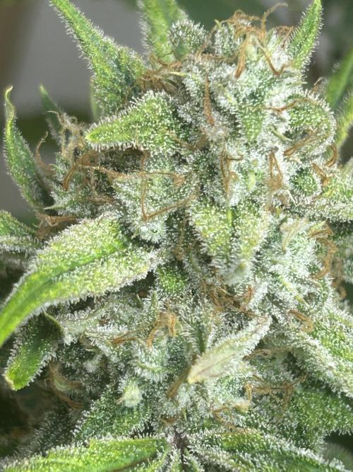 Fastbuds 420. Week 12