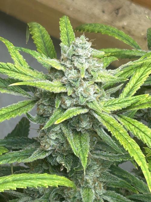 Fastbuds 420. Week 12