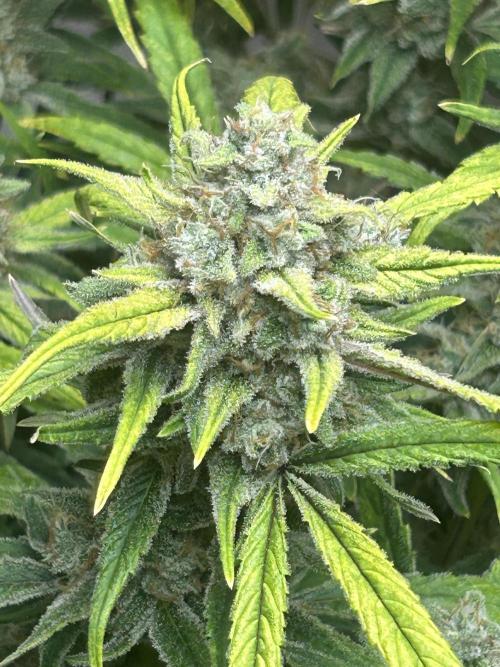 Fastbuds 420. Week 12