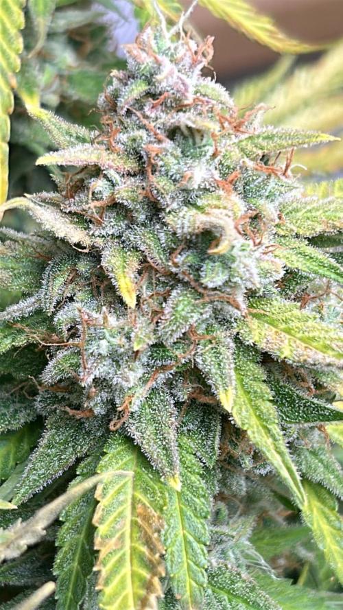 Fastbuds 420. Week 12