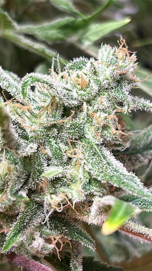 Fastbuds 420. Week 12