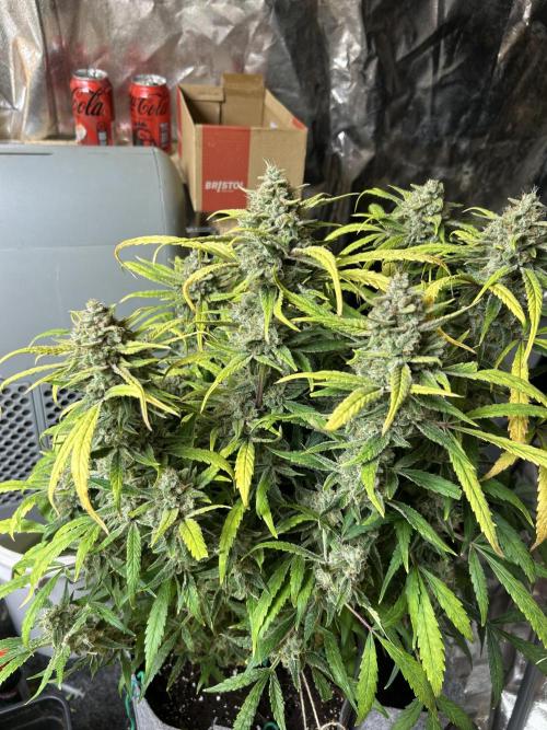 Fastbuds 420. Week 12