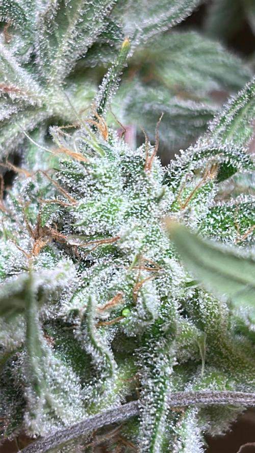 Fastbuds 420. Week 12