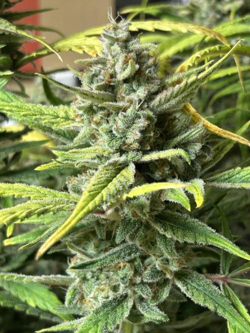 Fastbuds 420. Week 12