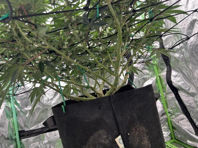 Gorilla melon. Week 11