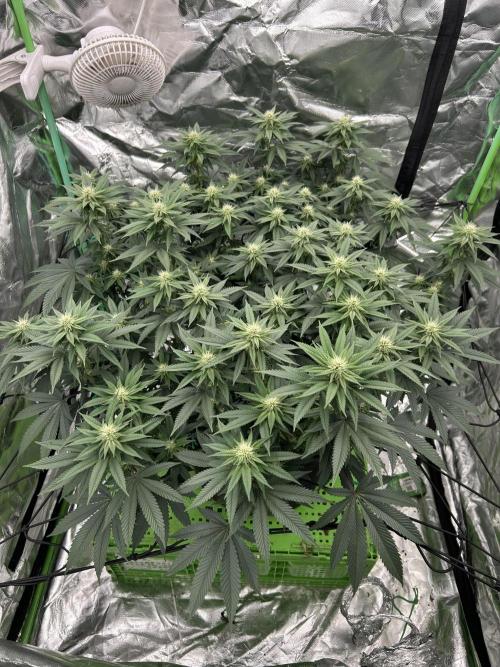 Gorilla melon. Week 11