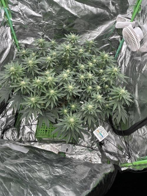 Gorilla melon. Week 11