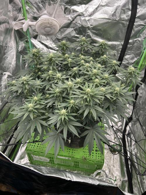 Gorilla melon. Week 11