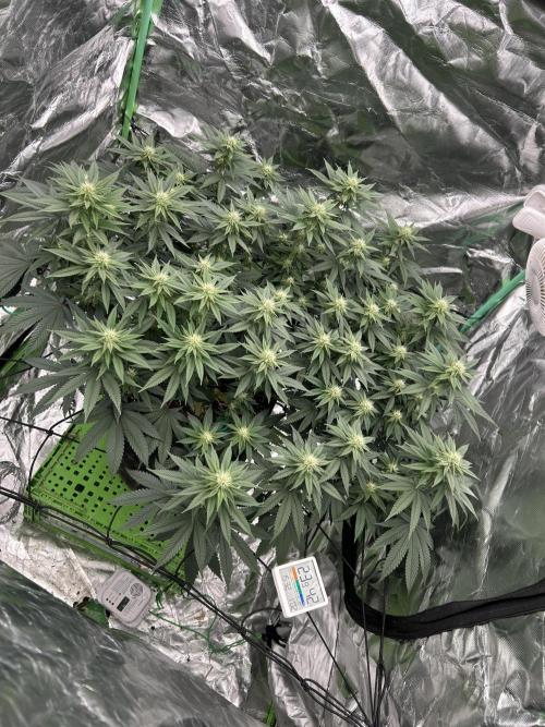 Gorilla melon. Week 11