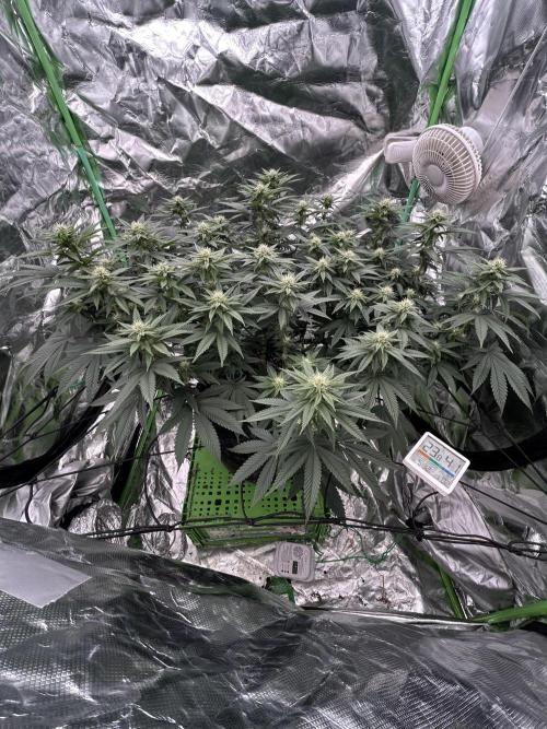 Gorilla melon. Week 11