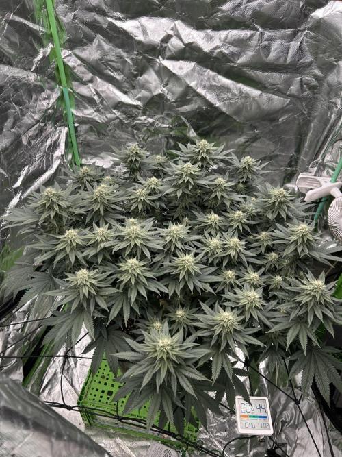 Gorilla melon. Week 12