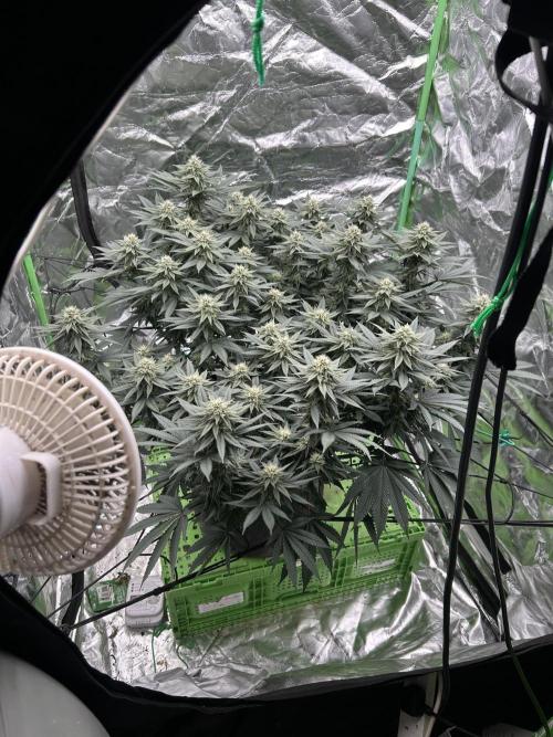 Gorilla melon. Week 12