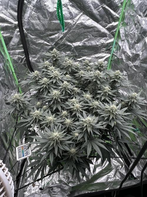 Gorilla melon. Week 12